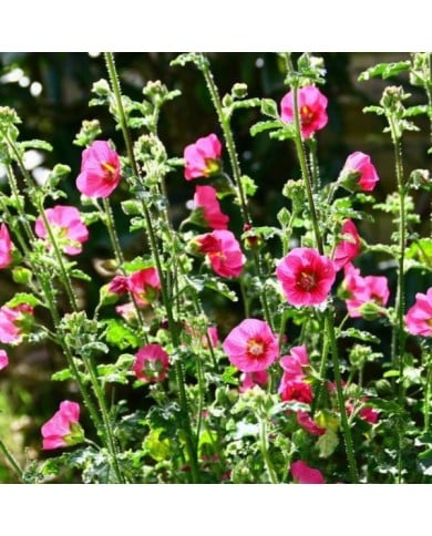 Anisodontea 'El Rayo' - Mauve du Cap (Patryssia / Adobe Stock)