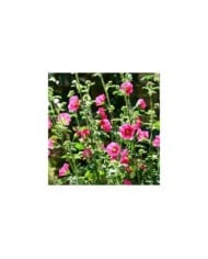 Anisodontea 'El Rayo' - Mauve du Cap (Patryssia / Adobe Stock)