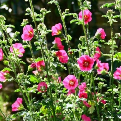 Anisodontea 'El Rayo' - Mauve du Cap (Patryssia / Adobe Stock)