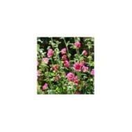 Anisodontea 'El Rayo' - Mauve du Cap (Patryssia / Adobe Stock)