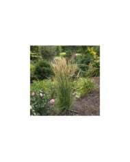 Calamagrostis acutiflora 'Karl Foerster' - Flickr - F. D. Richards
