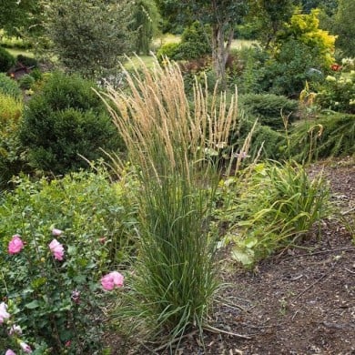 Calamagrostis acutiflora 'Karl Foerster' - Flickr - F. D. Richards