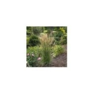 Calamagrostis acutiflora 'Karl Foerster' - Flickr - F. D. Richards