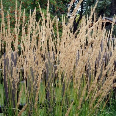Calamagrostis acutiflora 'Karl Foerster' - Flickr - daryl_mitchell