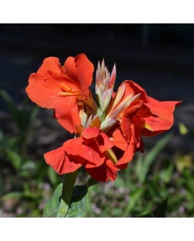 Canna à fleurs rouges (Tracie Hall / flickr.com)