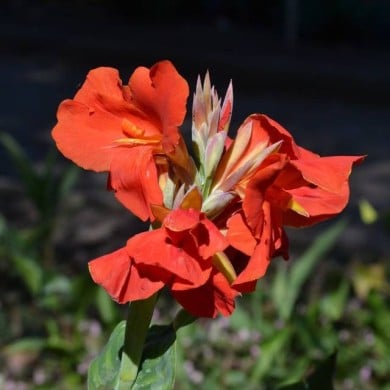 Canna à fleurs rouges (Tracie Hall / flickr.com)