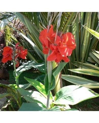 Canna à fleurs rouges (Mara 1 / flickr.com)