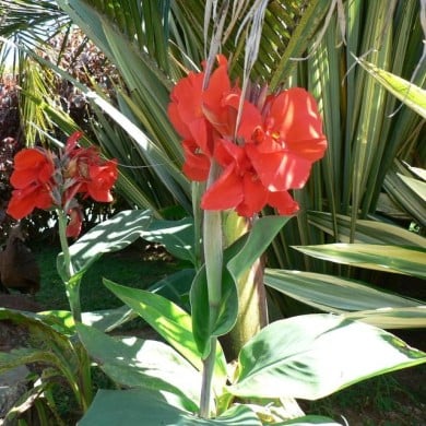 Canna à fleurs rouges (Mara 1 / flickr.com)