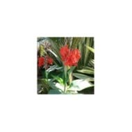 Canna à fleurs rouges (Mara 1 / flickr.com)