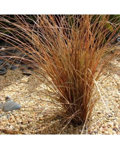 Carex comans 'Bronco' (Forest and Kim Starr / wikimedia.org)