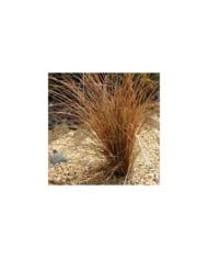 Carex comans 'Bronco' (Forest and Kim Starr / wikimedia.org)
