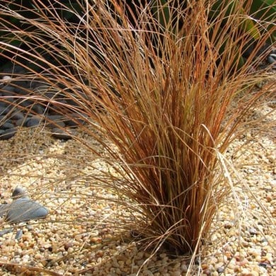 Carex comans 'Bronco' (Forest and Kim Starr / wikimedia.org)