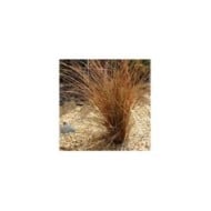 Carex comans 'Bronco' (Forest and Kim Starr / wikimedia.org)