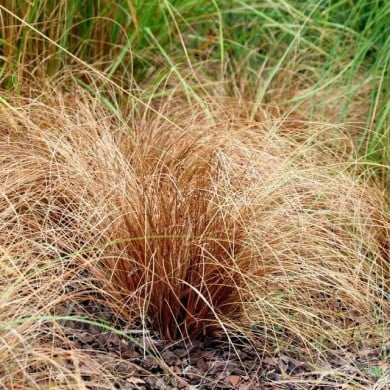 Carex flagellifera (m. m. v. / flickr.com)