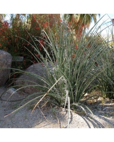 Yucca rouge
