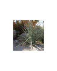 Yucca rouge