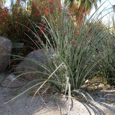 Yucca rouge