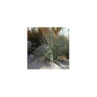 Yucca rouge