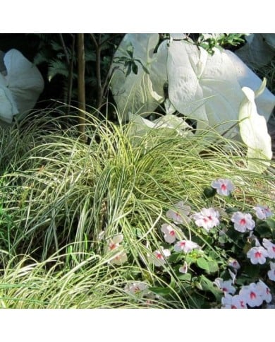 Carex oshimensis 'Evergold' - Flickr cultivar413