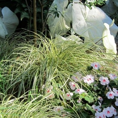 Carex oshimensis 'Evergold' - Flickr cultivar413