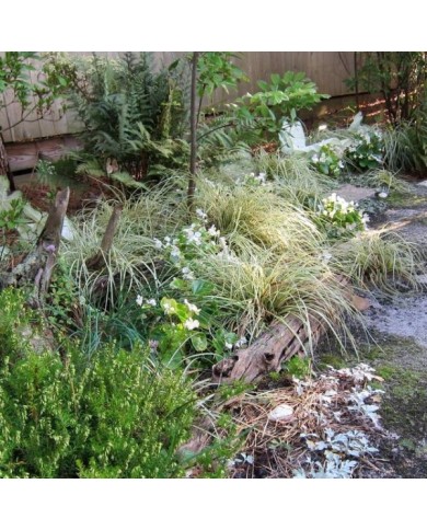 Carex oshimensis 'Evergold' - Flickr cultivar413 - Massif