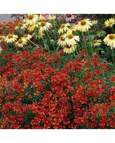 Coreopsis 'Ladybird' ( Terra Nova)