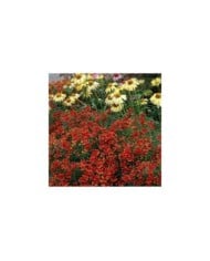 Coreopsis 'Ladybird' ( Terra Nova)
