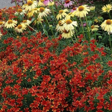 Coreopsis 'Ladybird' ( Terra Nova)