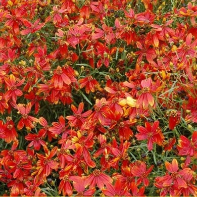 Coreopsis 'Ladybird' ( Terra Nova)