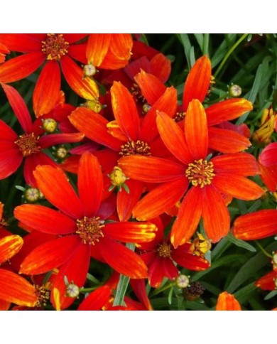 Coreopsis 'Ladybird' (Terra Nova)