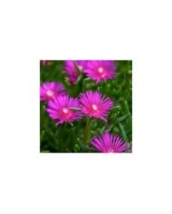 Delosperma cooperi 'Table Mountain' ( dan.kristiansen)