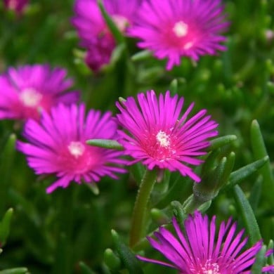 Delosperma cooperi 'Table Mountain' ( dan.kristiansen)