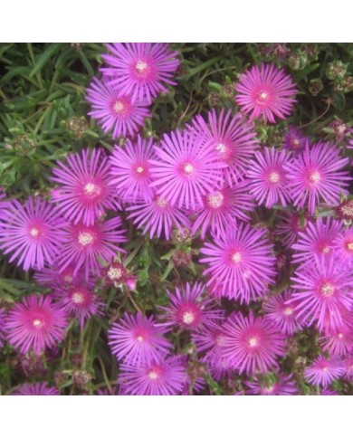 Delosperma cooperi 'Table Mountain' (David Short)