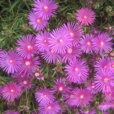 Delosperma cooperi 'Table Mountain' (David Short)