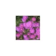 Delosperma cooperi 'Table Mountain' (David Short)