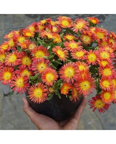 Delosperma 'Wowday2' FIRE WONDER WHEELS OF WONDER™ (Globe Planter)