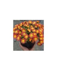 Delosperma 'Wowday2' FIRE WONDER WHEELS OF WONDER™ (Globe Planter)