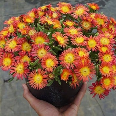 Delosperma 'Wowday2' FIRE WONDER WHEELS OF WONDER™ (Globe Planter)