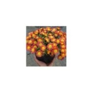 Delosperma 'Wowday2' FIRE WONDER WHEELS OF WONDER™ (Globe Planter)