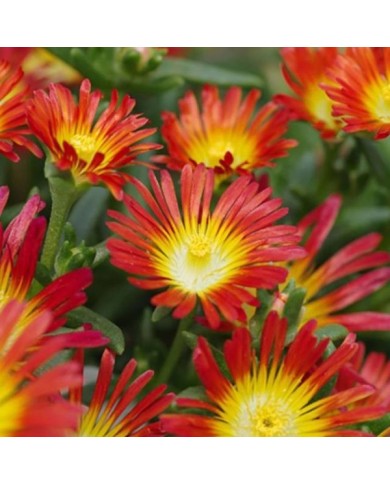 Delosperma 'Wowday2' FIRE WONDER WHEELS OF WONDER™ (Globe Planter)