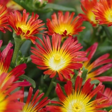 Delosperma 'Wowday2' FIRE WONDER WHEELS OF WONDER™ (Globe Planter)