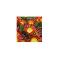 Delosperma 'Wowday2' FIRE WONDER WHEELS OF WONDER™ (Globe Planter)