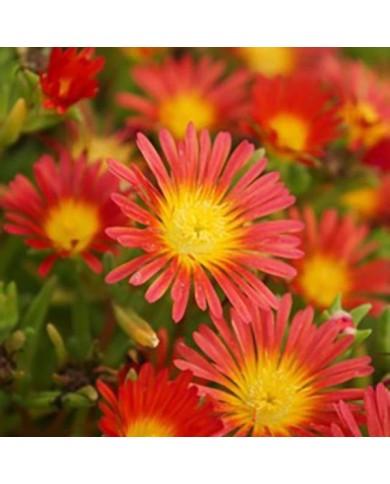 Delosperma 'Wowday2' FIRE WONDER WHEELS OF WONDER™ (Globe Planter)