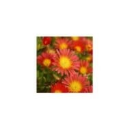 Delosperma 'Wowday2' FIRE WONDER WHEELS OF WONDER™ (Globe Planter)
