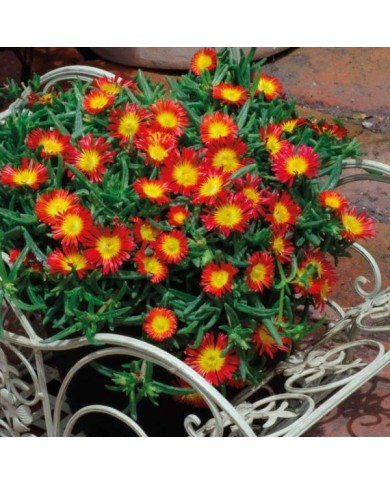 Delosperma 'Wowday2' FIRE WONDER WHEELS OF WONDER™ (Gloe Planter)