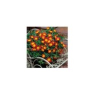 Delosperma 'Wowday2' FIRE WONDER WHEELS OF WONDER™ (Gloe Planter)
