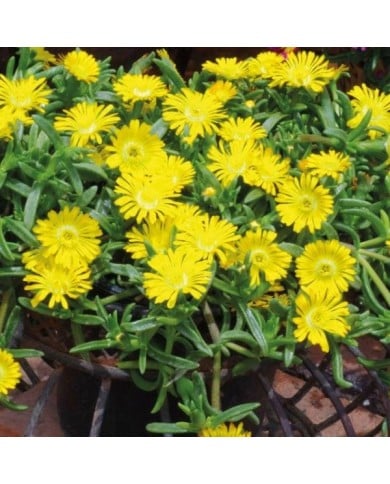 Delosperma 'Wow20111' GOLDEN WONDER WHEELS OF WONDER™ (Globe Planter)