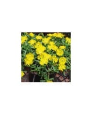 Delosperma 'Wow20111' GOLDEN WONDER WHEELS OF WONDER™ (Globe Planter)