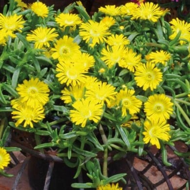 Delosperma 'Wow20111' GOLDEN WONDER WHEELS OF WONDER™ (Globe Planter)
