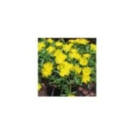 Delosperma 'Wow20111' GOLDEN WONDER WHEELS OF WONDER™ (Globe Planter)